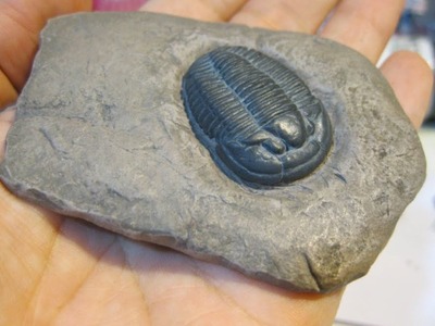 Tutorial: Trilobite fossil made with Polymer Clay (realistic)