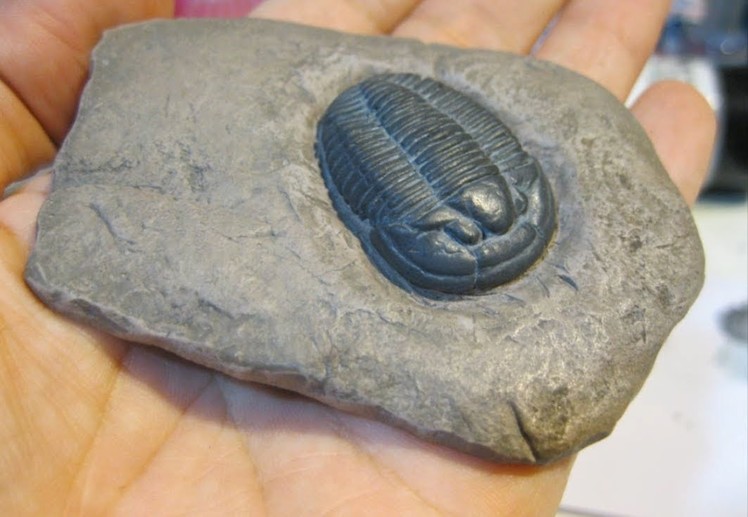 Tutorial: Trilobite fossil made with Polymer Clay (realistic)
