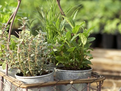 How to Arrange Herbs in Containers | At Home With P. Allen Smith