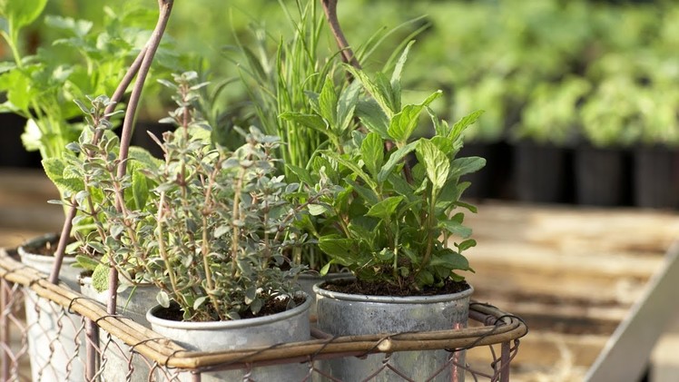 How to Arrange Herbs in Containers | At Home With P. Allen Smith
