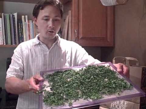 How to Dry Moringa and Make Green Powder - A New Raw Super Food