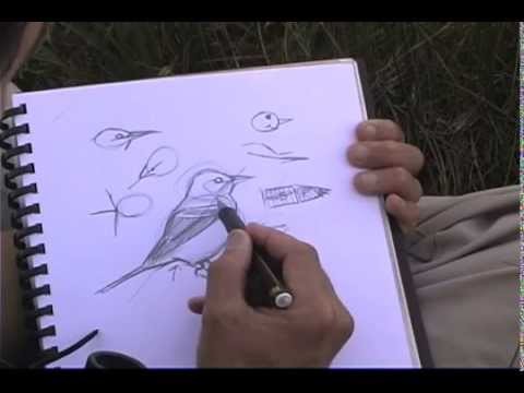 How to Sketch Birds