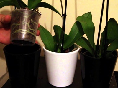 $3 Orchids - How to Buy and Revive Bargain Discount Orchids