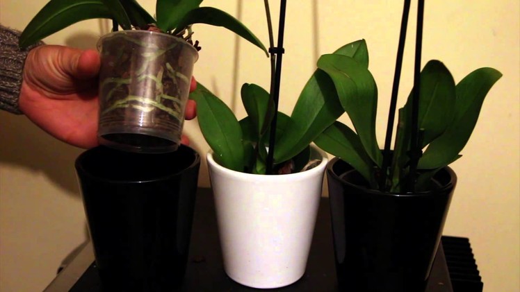 $3 Orchids - How to Buy and Revive Bargain Discount Orchids
