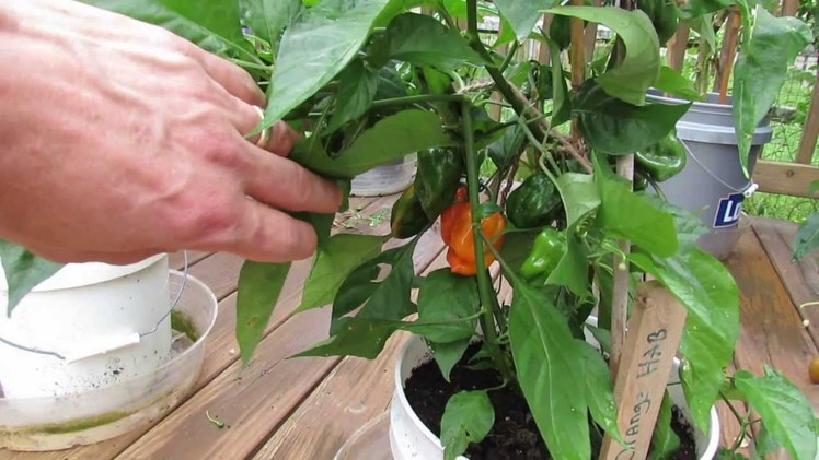 Great Container Peppers: The Orange Habanero in 2 1.2 Gallon Containers - The Rusted Garden 2013