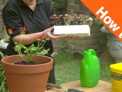 How to Grow Bedding Plants