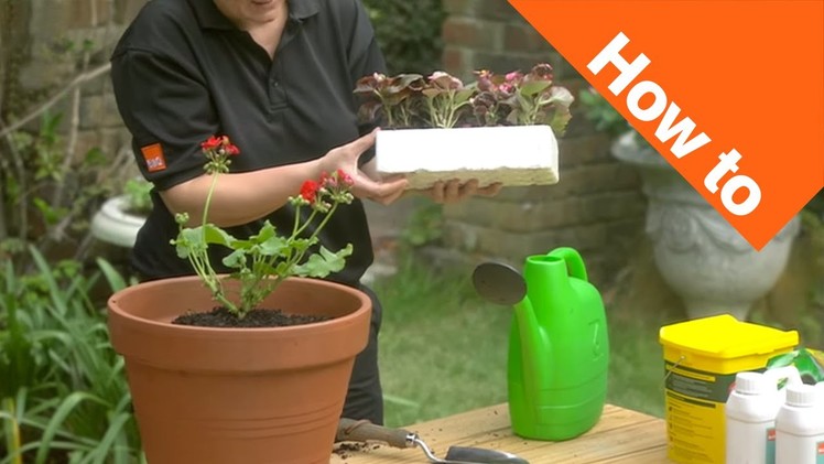 How to Grow Bedding Plants