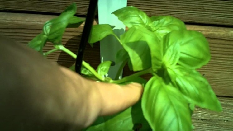 Tip On How To Make Your Basil Plants Bushier.