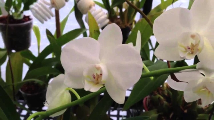 Orchid Care: How to cut off the old Phalaenopsis Orchid bloom spike and care tips for re-bloom it