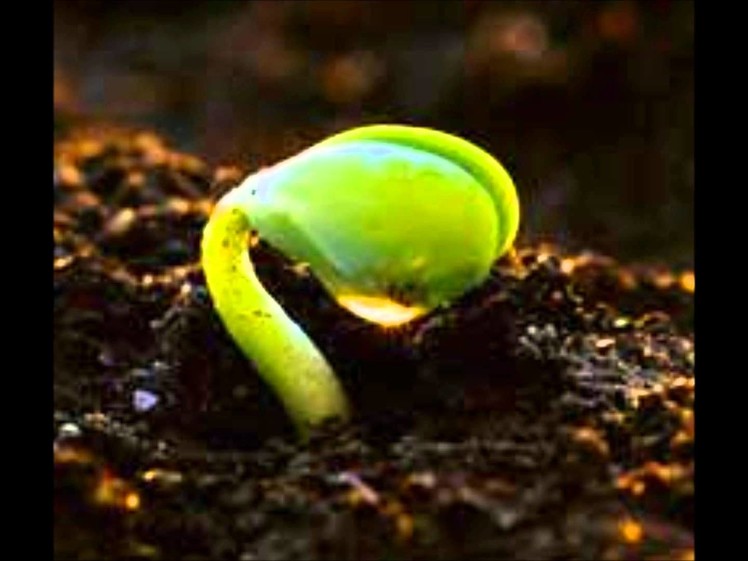 How A Seed Grows