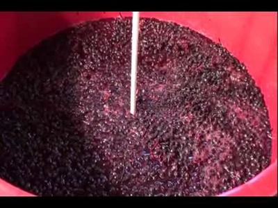 How to Make Homemade Wine from Chilean Merlot Grapes Part 2 of 5