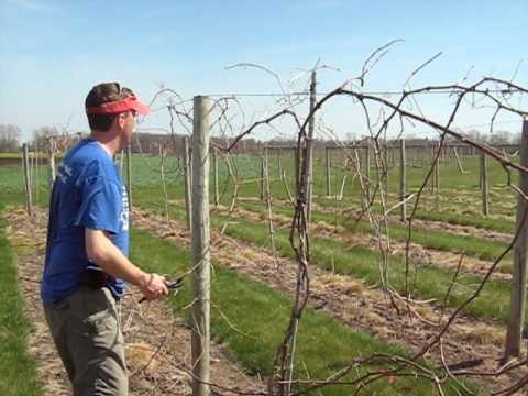 How to prune grapes Maizevalley.com