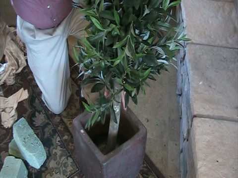 How to Pot an Artificial Tree