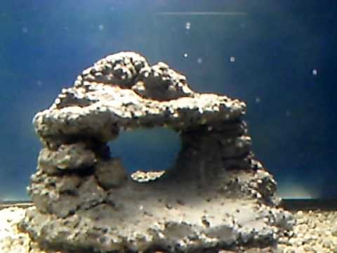 New aquarium with homemade rock