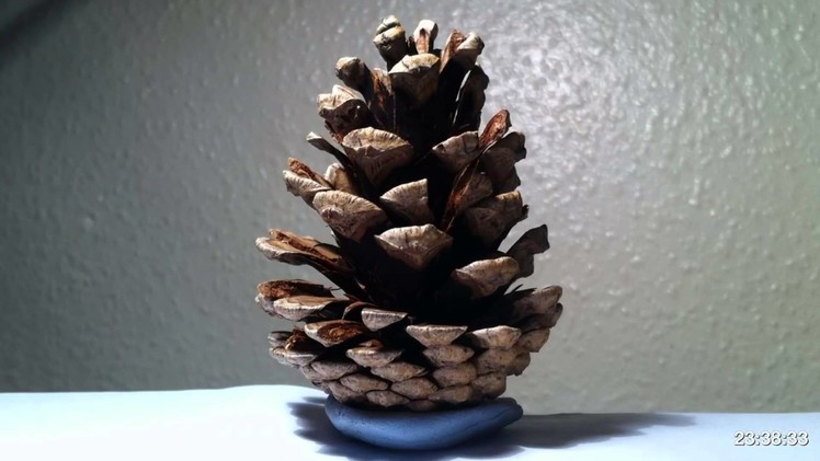 Pine Cone Opening 24 Hour Time Lapse