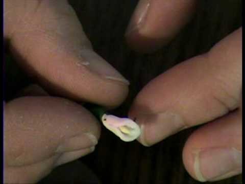Polymer Clay Calla Lily Flower How to Make by Garden of Imagination
