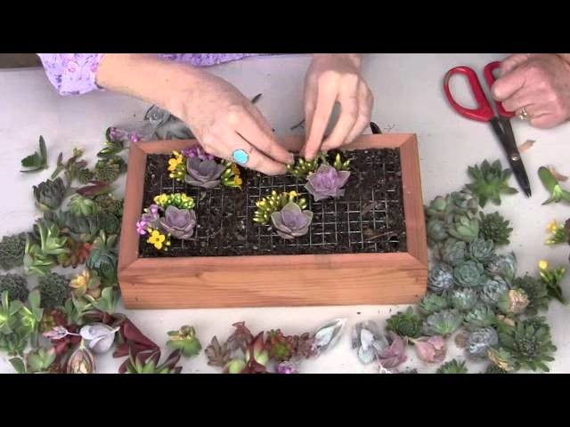 Create a Living Picture with Succulents