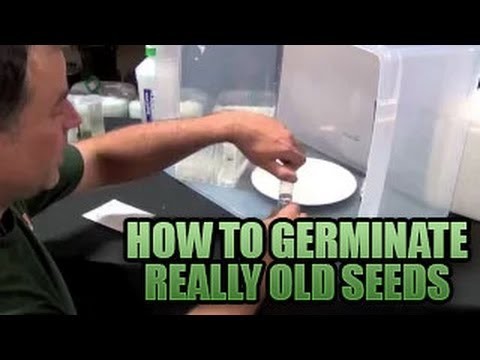 Germinating Really Old Seeds 101 | How to get Old Seeds to POP Sprouting Old Seeds in Growers House