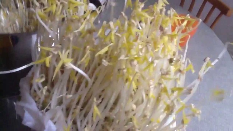 How to grow bean sprouts at home mungbean