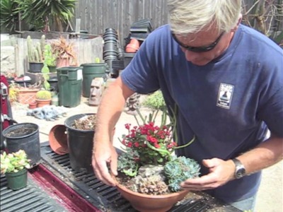 How to Make a Succulent Dish Garden in 5 minutes