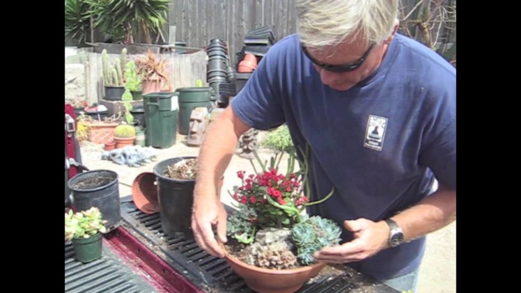 How to Make a Succulent Dish Garden in 5 minutes