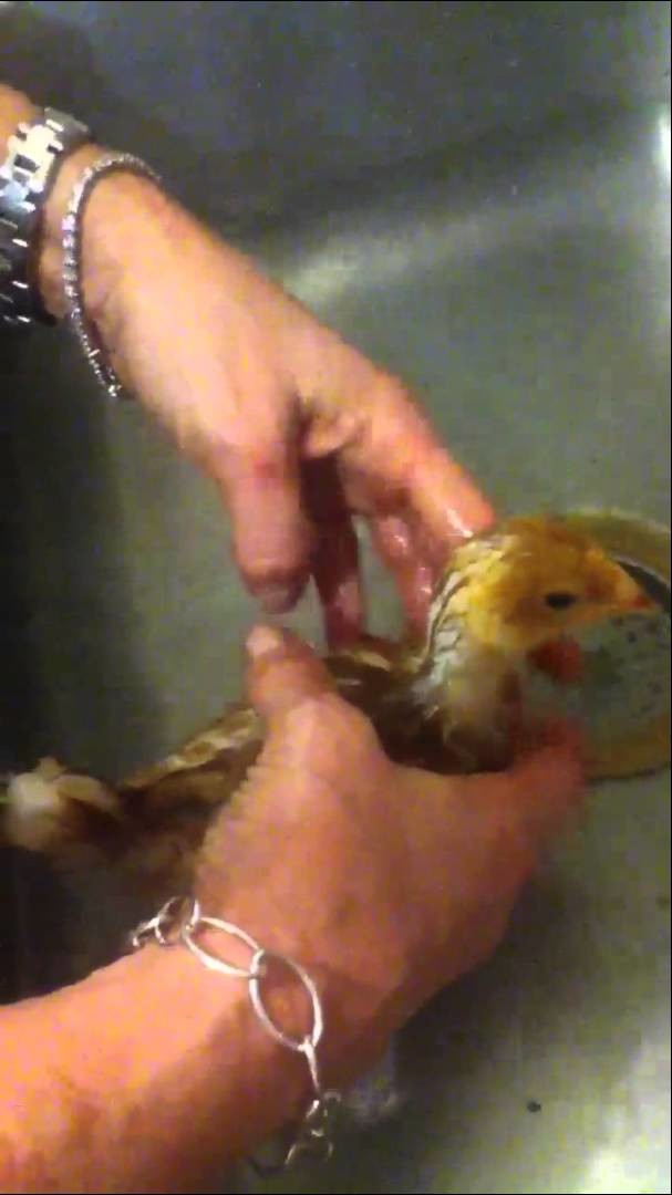 Baby chick taking a bath ( not origami )