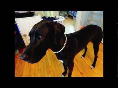 DIY Dog Collar