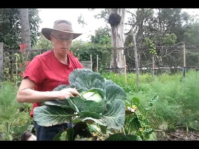 How to grow great cabbages