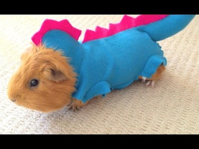 Guinea Pig in funny and cute dragon outfit