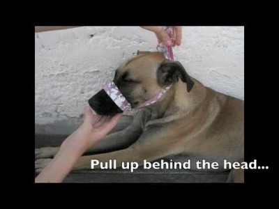 How to make a dog muzzle