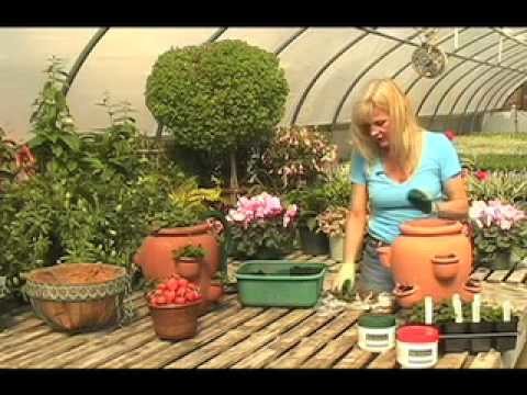 How to Plant a Strawberries in a Container (Strawberry Jar)
