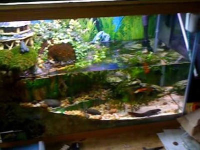 Newt and Frog Fish Tank Terrarium