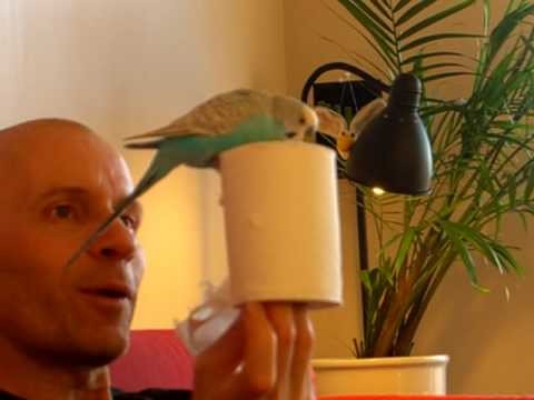 A budgie creates art from toilet paper
