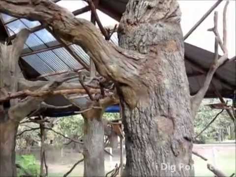 Artificial Concrete Trees in Bird Aviary