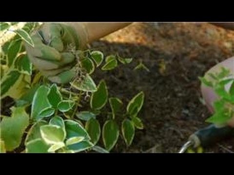 Growing & Caring for Foliage Plants : How to Transplant Vinca Major
