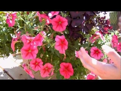 How to Keep your Petunias Looking Full and Flowering