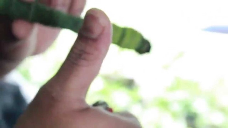 How To Make.Roll an All Cannabis Blunt.Cigar-Canna Blunt