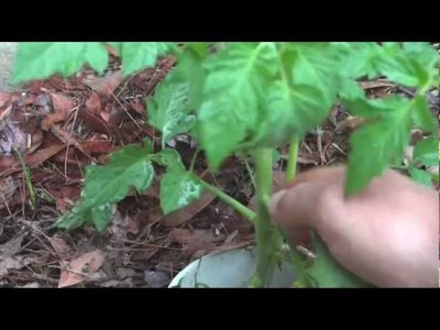 How to Remove Tomato Plant Laterals or Side Shoots - Backyard Vegetable Garden
