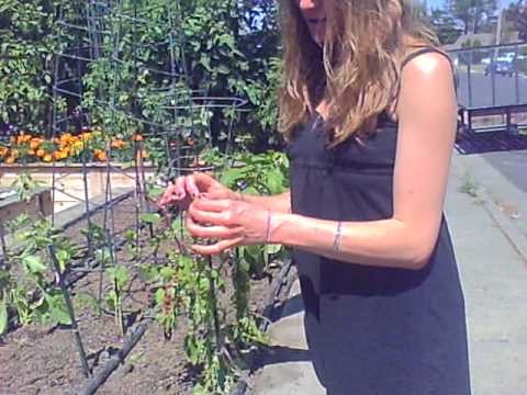 Organic edible home garden estate and square foot gardening