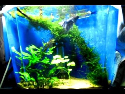 Snuffles planted 1G tank