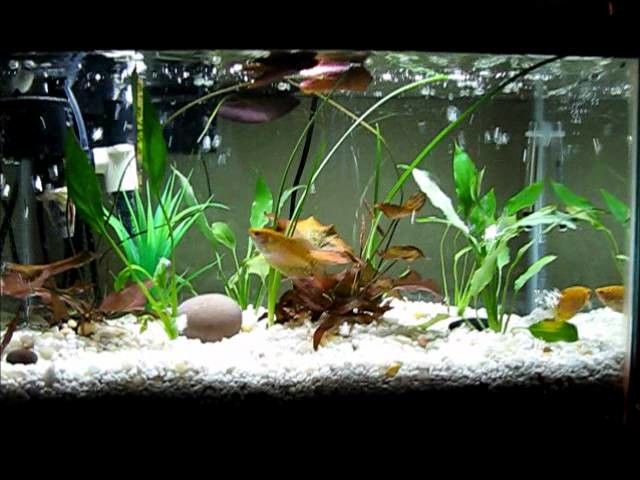DIY my aquarium with filtration under gravel for crystal water
