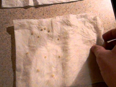 How To Germinate Seeds in a Paper Towel