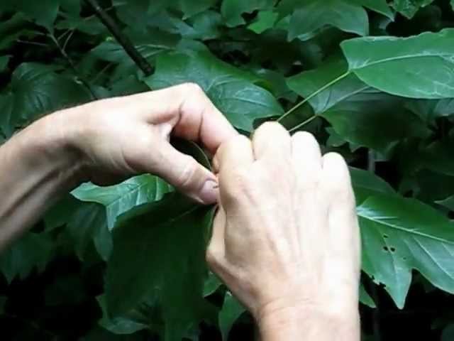 How To Make A Poplar Leaf Basket