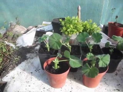 How to Propagate Geraniums from Cuttings