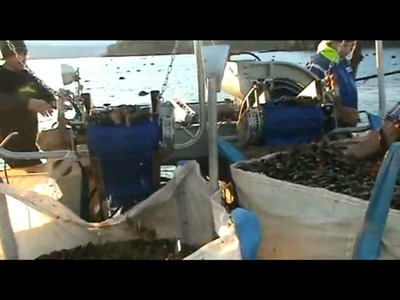 QE Mussel System in live action