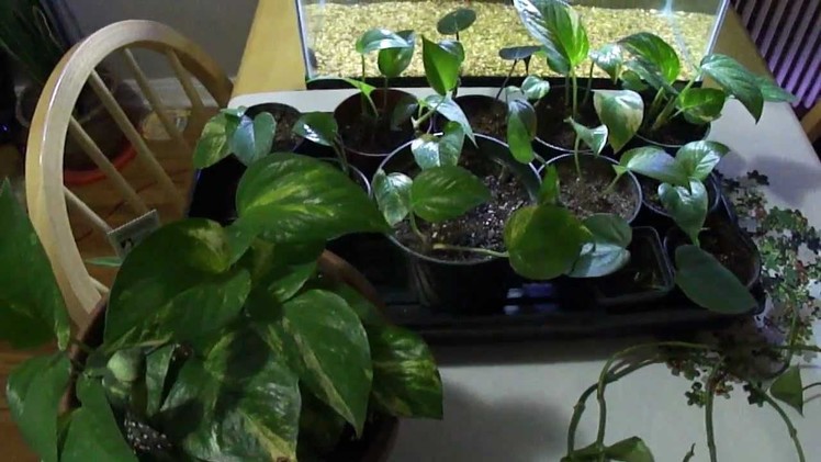 How to get a bushier, full pothos. philodendron plant