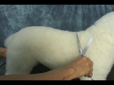 How to Groom a Bichon.  Learn Bichon Frise Grooming! www.howtogroom.net