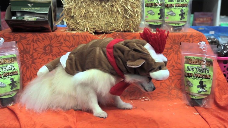 The Best Halloween Costumes for Dogs : Dog Care Tips