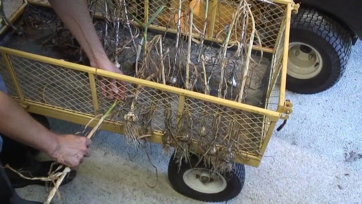 Harvesting Garlic from Garden - Racking and Drying