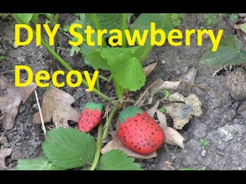 How To Protect Your Strawberries From Birds for FREE